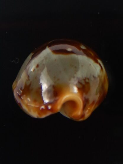 Bistolida stolida " olango" 24,7 mm Gem -40764