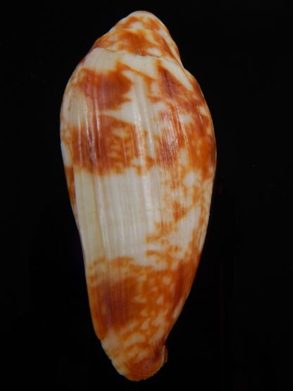 Volutoconus coniformis 77,2 mm Gem -40804
