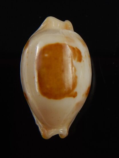 Bistolida stolida aureliae.. 21,7 mm Gem-40854