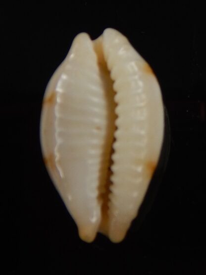 Bistolida stolida aureliae.. 21,7 mm Gem-40858
