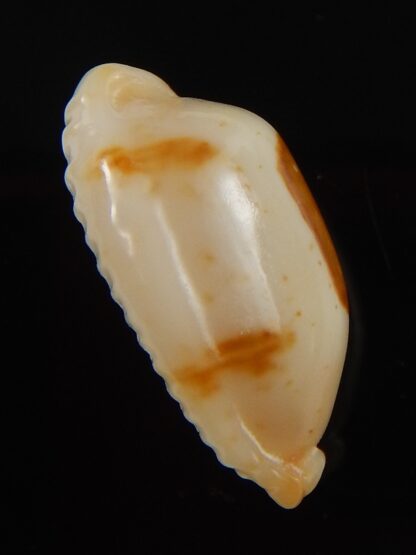 Bistolida stolida aureliae.. 21,7 mm Gem-40856