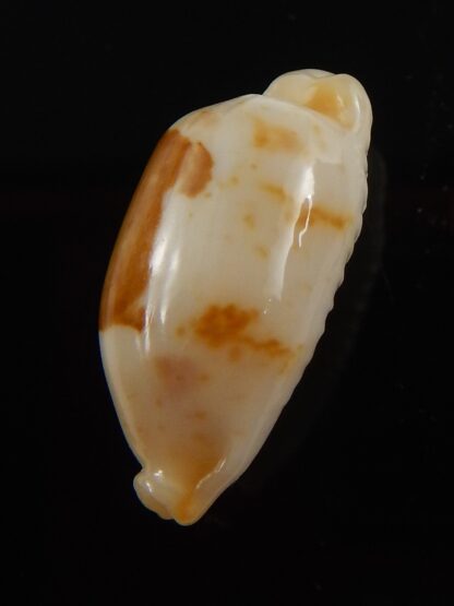 Bistolida stolida aureliae.. 21,7 mm Gem-40855