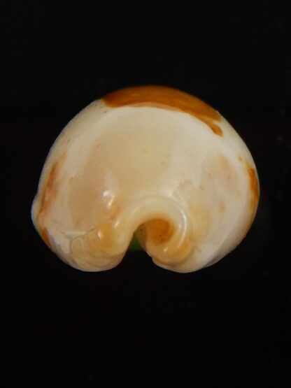 Bistolida stolida aureliae.. 21,7 mm Gem-40853