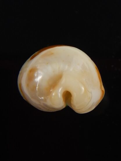 Bistolida stolida aureliae.. 21,7 mm Gem-40857
