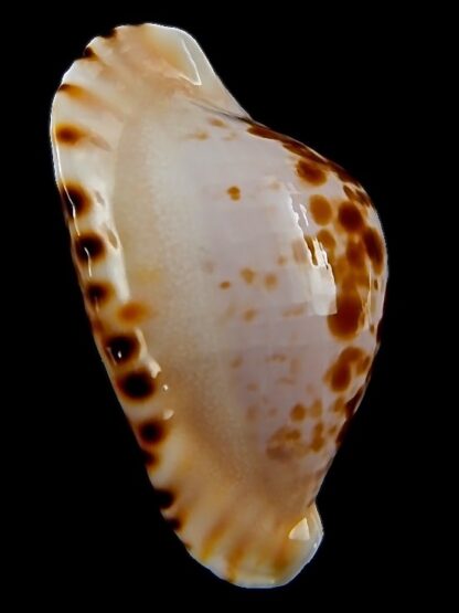 Zoila marginata bataviensis ...TOP colour ... 57,1 mm Gem-40952
