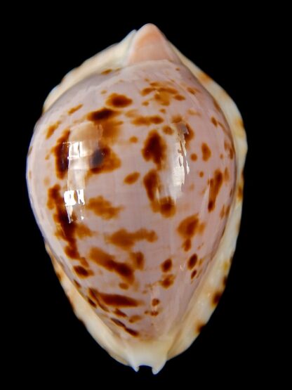 Zoila marginata bataviensis 49,5 mm Gem-41183