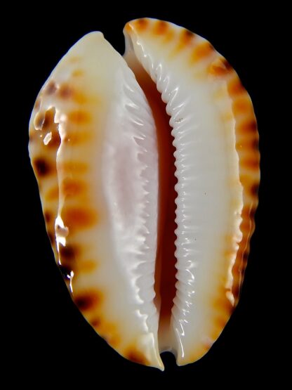 Zoila marginata bataviensis 49,5 mm Gem-41187