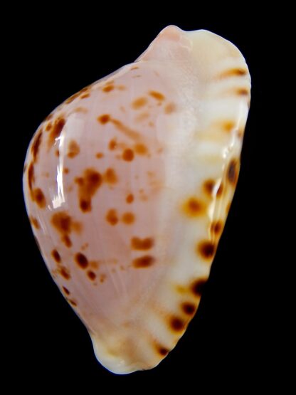 Zoila marginata bataviensis 49,5 mm Gem-41186