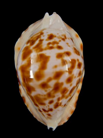 Zoila marginata bataviensis 50,2 mm Gem-41199