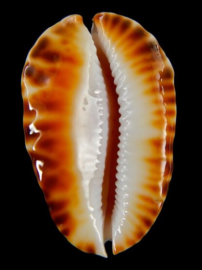 Zoila marginata bataviensis 50,2 mm Gem-41200