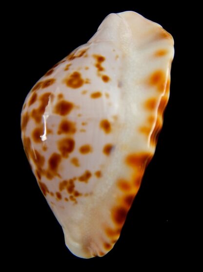 Zoila marginata bataviensis 50,2 mm Gem-41198