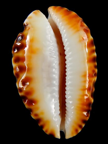Zoila marginata bataviensis 51,7 mm Gem-41212
