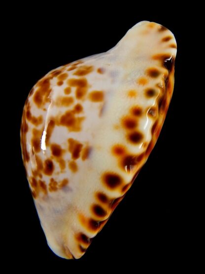 Zoila marginata bataviensis 51,7 mm Gem-41215