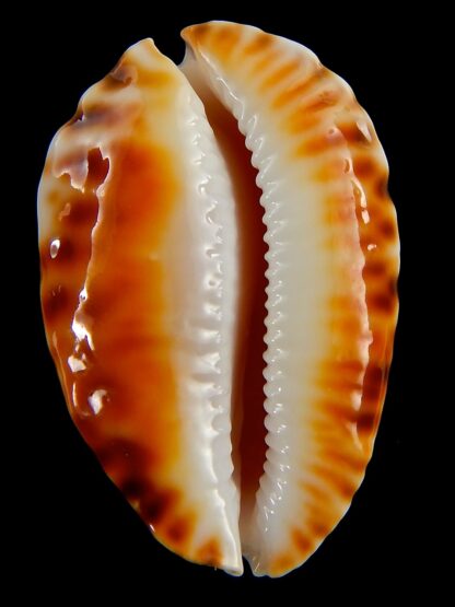 Zoila marginata ketyana 49,5 mm Gem -41172
