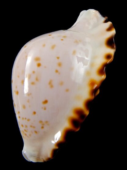 Zoila marginata bataviensis 52 mm Gem-41391