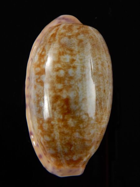 Ovatipsa chinensis chinensis .. Big Size ... 50,7 mm Gem -41442