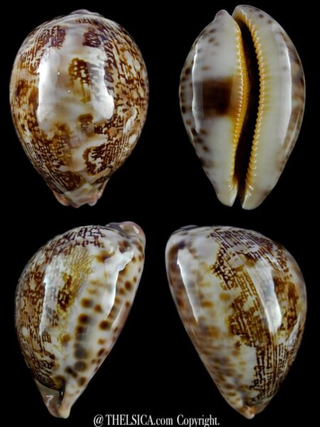 Leporicypraea mappa curvati.. Marquesas form.. 68,7 mm F+++/Gem-0