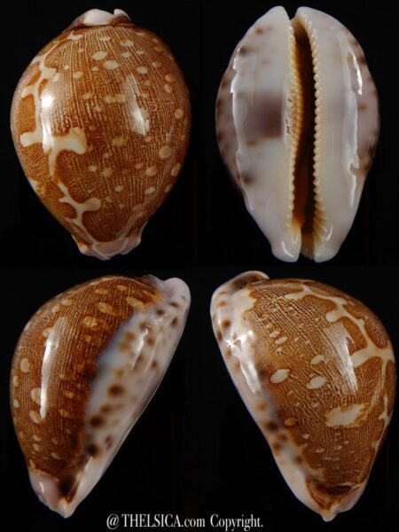 Leporicypraea mappa viridis eluceta 58,5 mm Gem-0