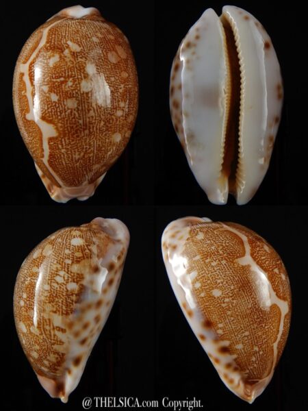 Leporicypraea mappa viridis eluceta 62,5 mm Gem-0