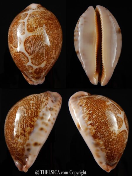 Leporicypraea mappa viridis eluceta 69,9 mm Gem-0