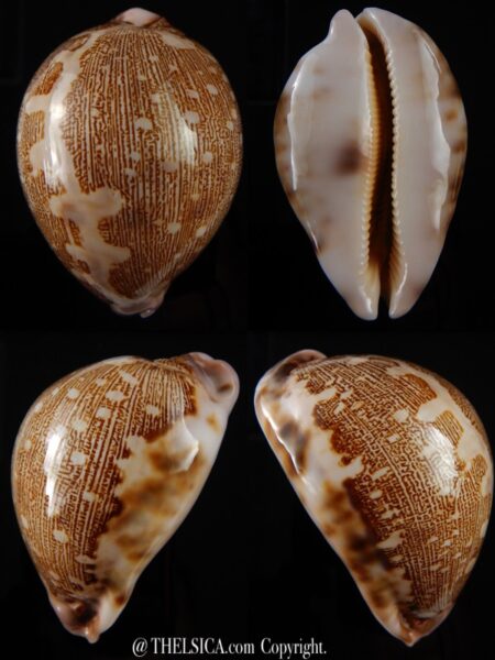 Leporicypraea mappa viridis eluceta ... Big size...75,5 mm Gem (-)-0