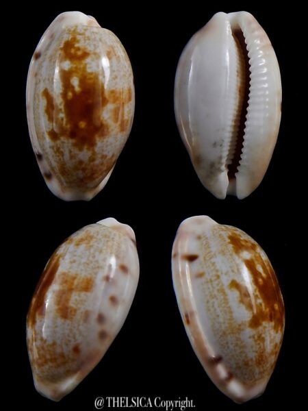 Talostolida pellucens polynesiae.. Giant .. 33.7 mm Gem-0