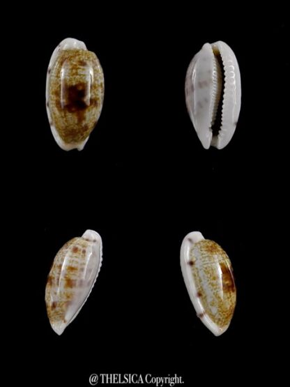 Cypraea pellucens polynesiae ..Dwarf.. 17,7 mm Gem-0