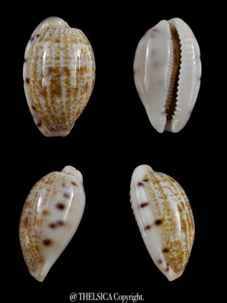 Talostolida pellucens polynesiae 21,2 mm Gem-0