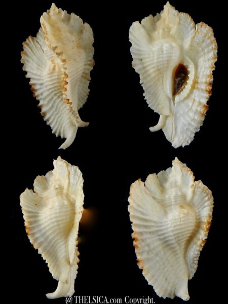 Timbellus bednalli 60,4 mm Gem-0
