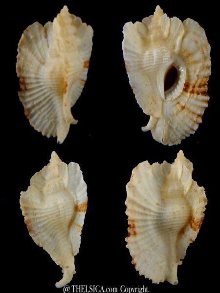 Timbellus bednalli 61,2 mm F+++/ Gem-0
