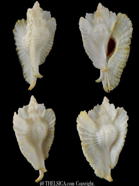 Timbellus bednalli 61,7 mm Gem-0