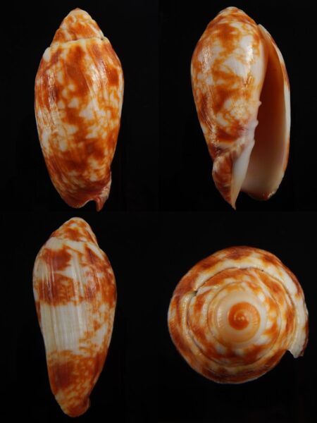 Volutoconus coniformis 77,2 mm Gem -0