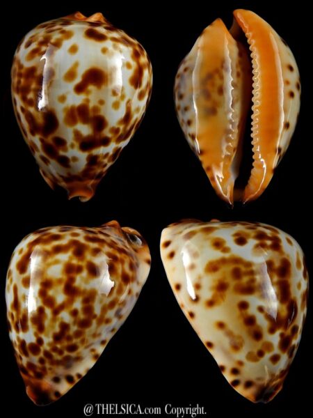 Zoila eludens stricklandi 42,2 mm Gem-0
