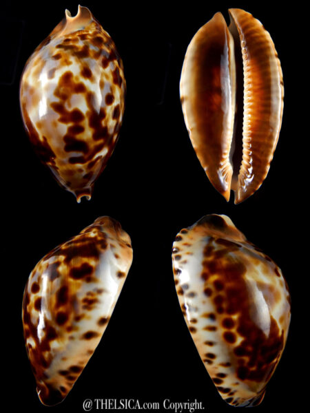 Zoila jeaniana thalamega 79,3 mm Gem (-) -0