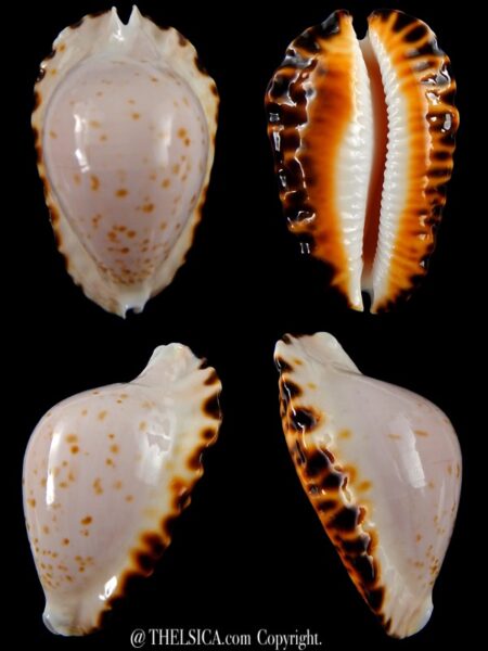 Zoila marginata bataviensis 52 mm Gem-0