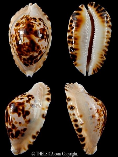 Zoila marginata bataviensis ...TOP colour ... 53,5 mm Gem-0
