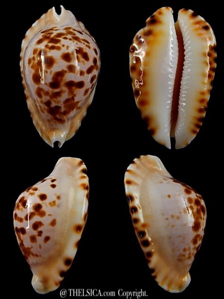 Zoila marginata bataviensis ...TOP colour ... 57,1 mm Gem-0