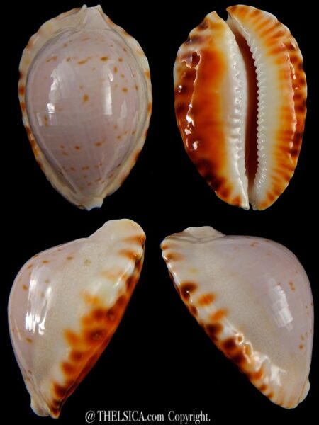 Zoila marginata ketyana 49,5 mm Gem -0