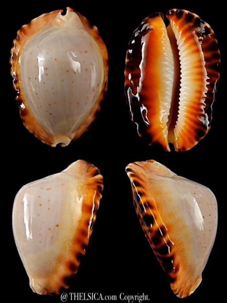 Zoila marginata ketyana hypermarginata... Black/Orange base ... 48,5 mm Gem -0