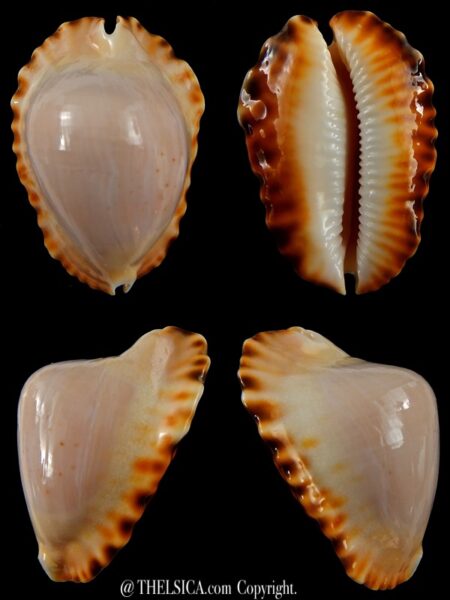 Zoila marginata ketyana hypermarginata 48,7 mm Gem-0