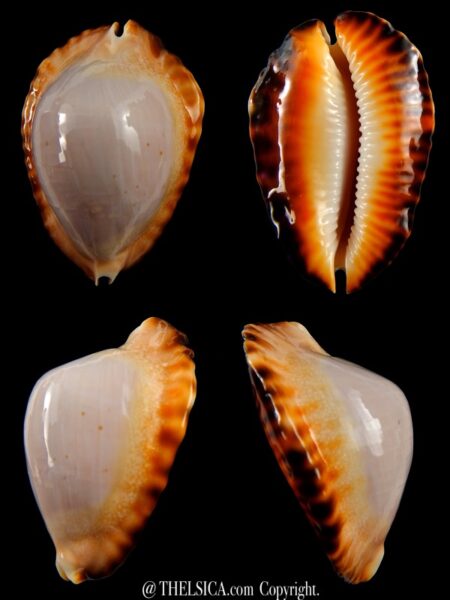 Zoila marginata ketyana hypermarginata... Black/Orange base ... 49,7 mm Gem -0
