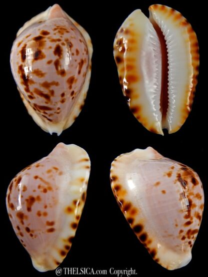 Zoila marginata bataviensis 49,5 mm Gem-0