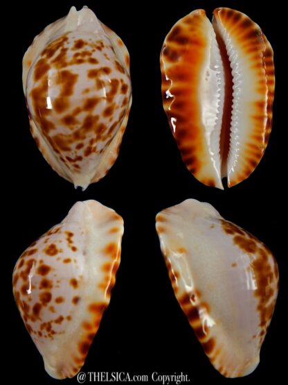 Zoila marginata bataviensis 50,2 mm Gem-0