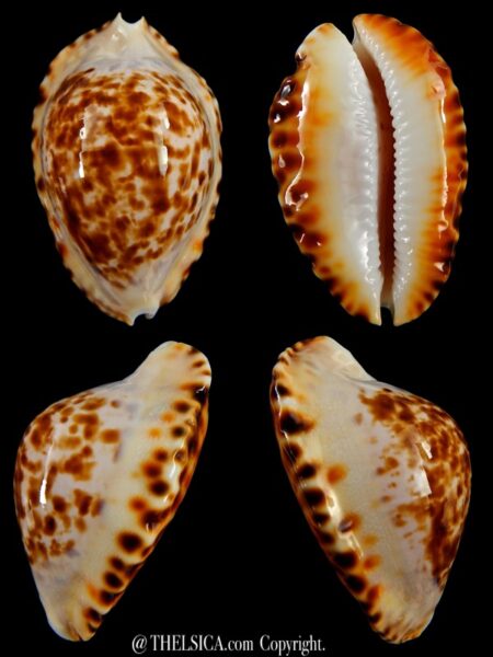 Zoila marginata bataviensis 51,7 mm Gem-0