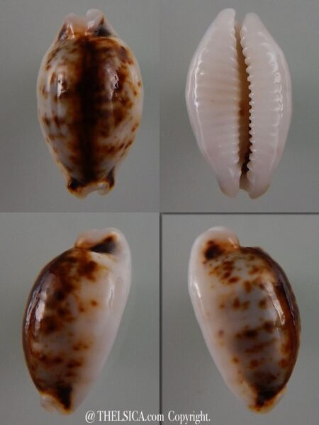 Bistolida hirundo rouxi N&R 16,9 mm Gem-0