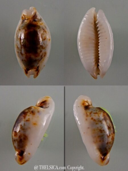 Bistolida hirundo rouxi N&R 17,3 mm Gem-0