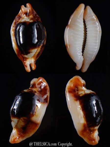Bistolida stolida crossei N&R 38,7 mm Gem-0