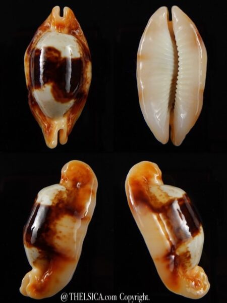 Bistolida stolida crossei N&R 40,13 mm Gem-0