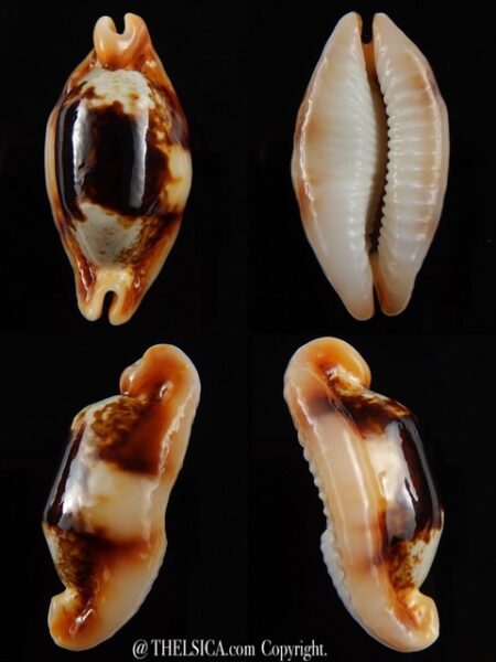 Bistolida stolida crossei N&R 40 mm Gem-0