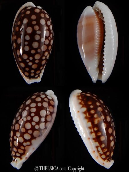 Cribrarula cribraria cribraria.... GIANT... 39,31 mm Gem -0
